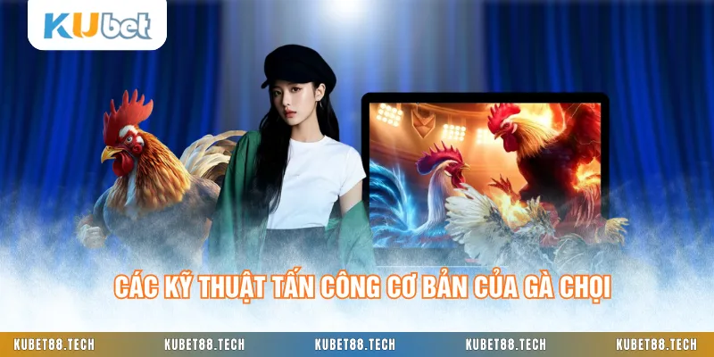 Các kỹ thuật tấn công cơ bản của gà chọi