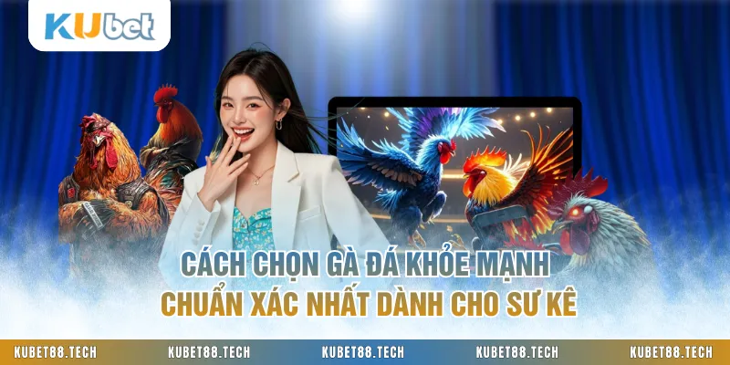 Cách Chọn Gà Đá Khỏe Mạnh Chuẩn Xác Nhất Dành Cho Sư Kê