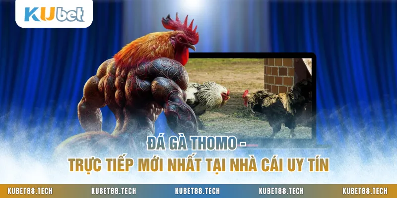 Đá Gà Thomo - Trực Tiếp Mới Nhất Tại Nhà Cái Uy Tín
