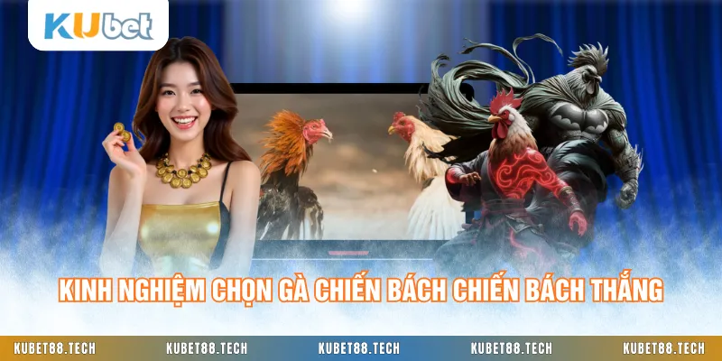 Kinh nghiệm chọn gà chiến bách chiến bách thắng