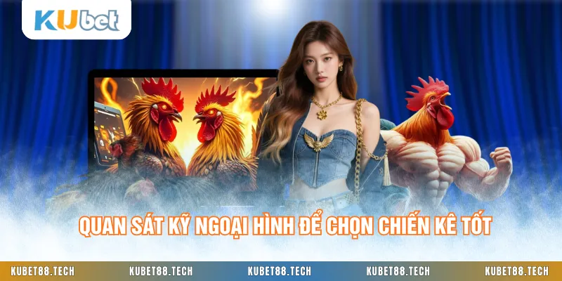 Quan sát kỹ ngoại hình để chọn chiến kê tốt