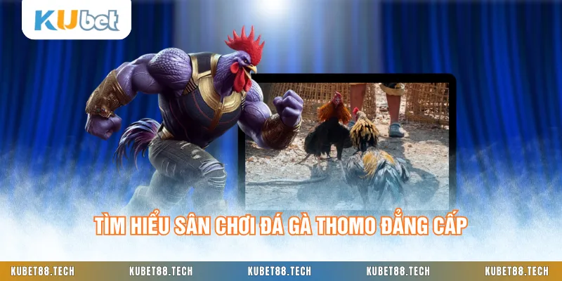 Tìm hiểu sân chơi đá gà Thomo đẳng cấp